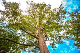 Best Tree Disease Treatment  in University Center, VA