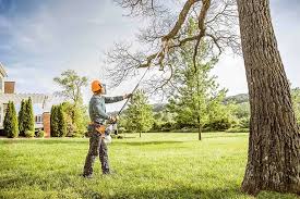 Best Tree Cabling and Bracing  in University Center, VA