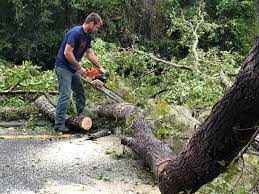 Trusted University Center, VA Tree Care Experts