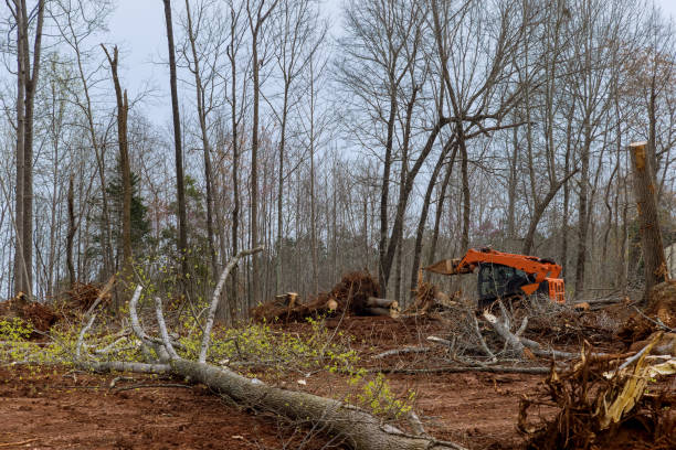 Best Root Management and Removal  in University Center, VA