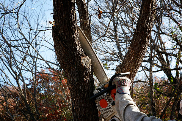 Best Tree Preservation Services  in University Center, VA