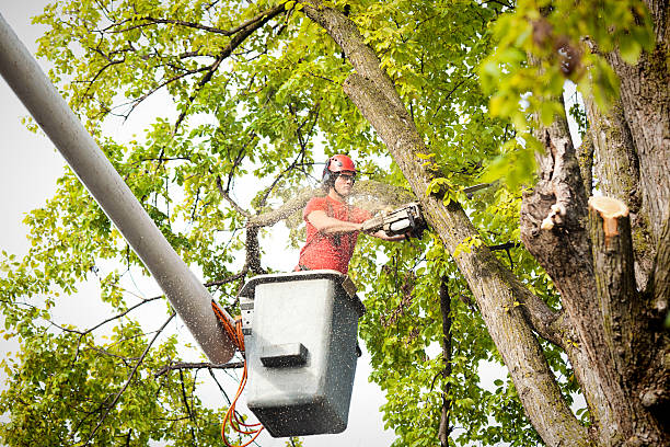 Best Arborist Consultation Services  in University Center, VA